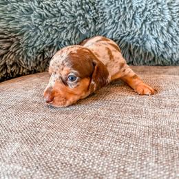 Dachshund Puppies from Cotton Hill Dachshunds