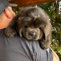 Gray - Blue Collar - Gray male Newfoundland puppy in New York from Johnson Farms
