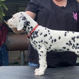 Brooklyn - Dalmatian puppy in Cleveland, Texas from Arrowhead Dalmatians