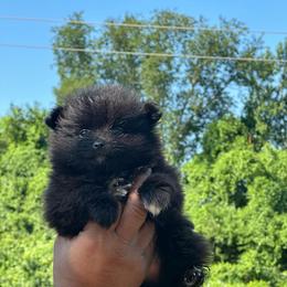 Bonnie - Black female Pomeranian puppy in Kansas City, Missouri from S&K Pomeranians
