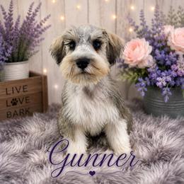 Gunner - Parti male Miniature Schnauzer puppy in Sylvania, Georgia from Southern Sky Miniature Schnauzers