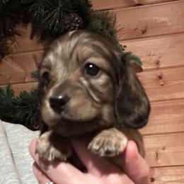 Noel - Cream female Dachshund puppy in Cheyenne, Wyoming from Great Basin Hounds