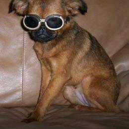 Brussels Griffon and Cane Corso All Grown Up from Icon Cane Corso