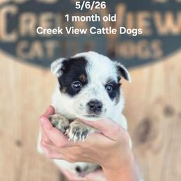 Girl 1 - Blue mottled female Australian Cattle Dog puppy in Monroe, North Carolina from Creek View Cattle Dogs