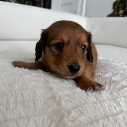 Boy 3 - Red male Dachshund puppy in Spokane, Washington from Dearhaven Doxie