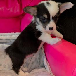 Jake - Black and tan male Pembroke Welsh Corgi puppy in New Hampshire from Muddy Paws Corgis