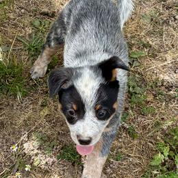 Female 07 - Blue speckled female Australian Cattle Dog puppy in Sheridan, Oregon from 6pk Cattledogs
