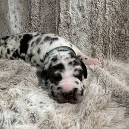 Hercules - Harlequin male Great Dane puppy in Montgomery, Texas from KD Sweet Southern Danes