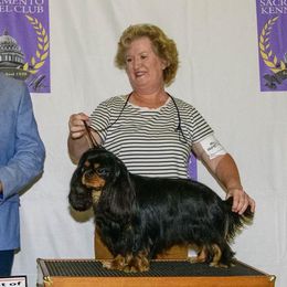 Cavalier King Charles Spaniels from Aim High Kings Charles Cavaliers