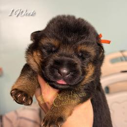 Orange - Black and red male German Shepherd puppy in Orlando, Florida from AceHaven Canines