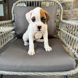 Light Pick - White female Boxer puppy in Denver, Colorado from Yuni’s AKC Boxers