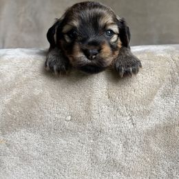 Fritz - Chocolate male Havanese puppy in Ashtabula, Ohio from Beulah Bouviers and Havanese
