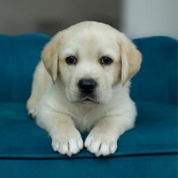 Rocket - Yellow male Labrador Retriever puppy in Allons, Tennessee from UC Labradors LLC