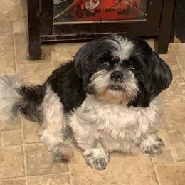 Missy - Shih Tzu