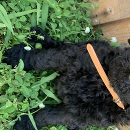 Romeo - Poodle puppy in Morrison, Tennessee from Country Road Homestead