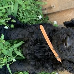 Romeo - Poodle puppy in Morrison, Tennessee from Country Road Homestead