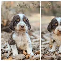 Charlie - Tri-Roan male English Springer Spaniel puppy in Westminster, South Carolina from Hidden Valley Springers
