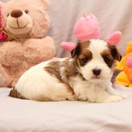 AKC Female 3 - Red female Havanese puppy in South Carolina from Premier Havanese Dogs