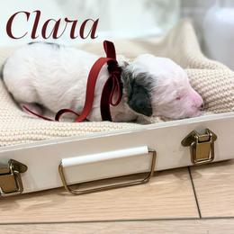 Clara - female Australian Mountain Doodle puppy in Land O' Lakes, Florida from Olive’s Little Farmhouse Doodles