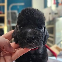 Ryu - Blue female Bedlington Terrier puppy in Rincon, Georgia from Prismic Bedlington Terriers
