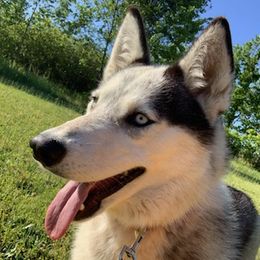 Siberian Huskies from Flores-Martin Ministries