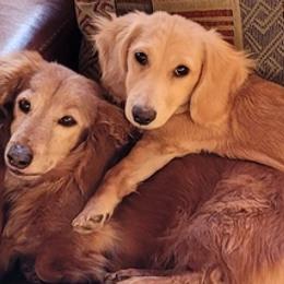 Dachshunds from Nashlyn's Dachshunds