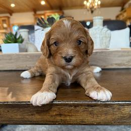 Cavapoo Puppies from Columbia Basin Puppies