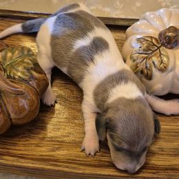 AKC Isabella piebald On reserve until thriving - Piebald male Dachshund puppy in Las Cruces, New Mexico from The Dachshund Den