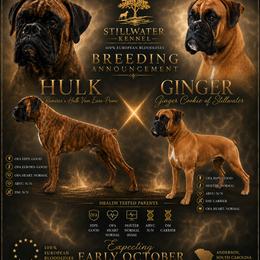 Boxer puppies from Stillwater Kennel