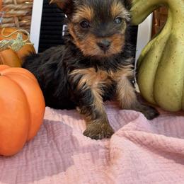 Tiny Girl 2 - Black and gold female Yorkshire Terrier puppy in Charleston, West Virginia from Mountain State Puppies