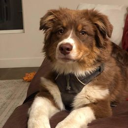 Australian Shepherd Puppies from CinchTight
