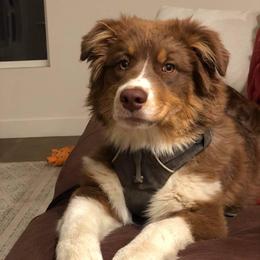Australian Shepherd Puppies from CinchTight