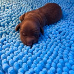 Chip - Chocolate male Dachshund puppy in Wolf Lake, Indiana from Canisteo Dachshunds