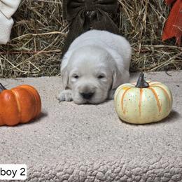 Indy Boy 2 - Light golden male Golden Retriever puppy in Niles, Michigan from Family Raised Goldens