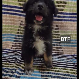 Èsme - Black tri female Miniature Australian Shepherd puppy in Bend, Oregon from Badlands Toy and Mini Aussies