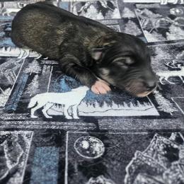 Echo - Agouti and white male Siberian Husky puppy in Louisville, Kentucky from Wild Hunt Huskies