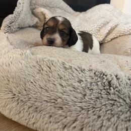 Roo - Piebald female Dachshund puppy in Vancouver, Washington from Cascade Minis