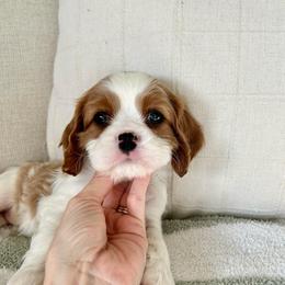 Bingo - Blenheim male Cavalier King Charles Spaniel puppy in Buckeye, Arizona from Parks Cavaliers