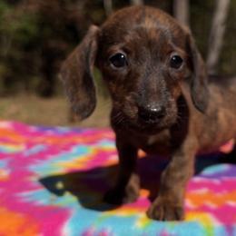 Windy - Brindle female Dachshund puppy in London, Kentucky from Kentucky Bluegrass Wirehair Dachshunds