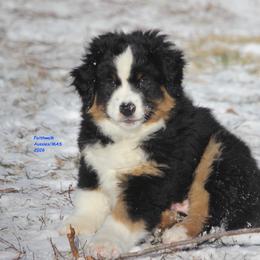 Blizzard - Black tri male Miniature American Shepherd puppy in Hillsdale, Michigan from Faithwalk Aussies and Mini American Shepherds