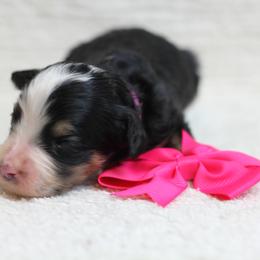 Girl 2 - Bernedoodle puppy in Riverdale, Utah from La Di Da Doodles