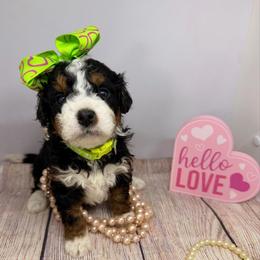 Female 5 - Tri-color female Bernedoodle puppy in Wytheville, Virginia from Pine Brook Pups
