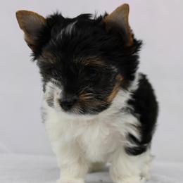 Edward 3750 - Black tan and white male Biewer Terrier puppy in Ambrose, Georgia from Southern Star Biewer Terriers