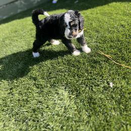 Bernedoodle Puppies from SoCal Bernedoodles