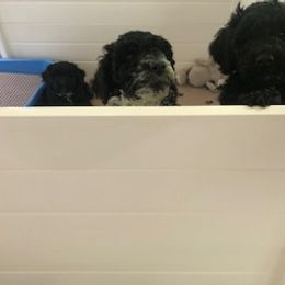 Portuguese Water Dog Puppies from Presidio PWDs