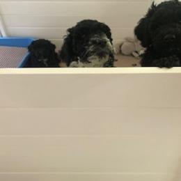 Portuguese Water Dog Puppies from Presidio PWDs