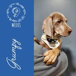 Weimaraner Puppies from LAAT Weims
