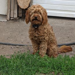 Opal - Goldendoodle