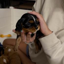 Donkey - Black and tan male Cavalier King Charles Spaniel puppy in Corpus Christi, Texas from Kings Cross Cavaliers