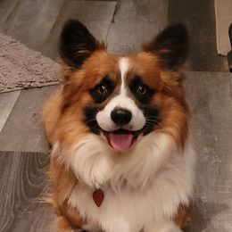 Mr charlie - Pembroke Welsh Corgi